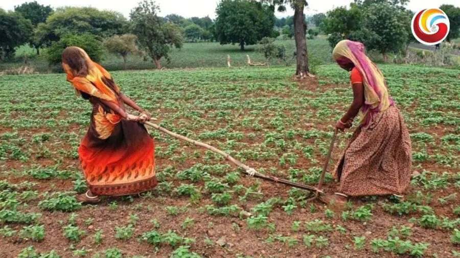 Karnataka Farmers: लोग क्यों 'बैल' बनने के लिए हुए मजबूर, कर्नाटक में हुआ सच से 'सामना'