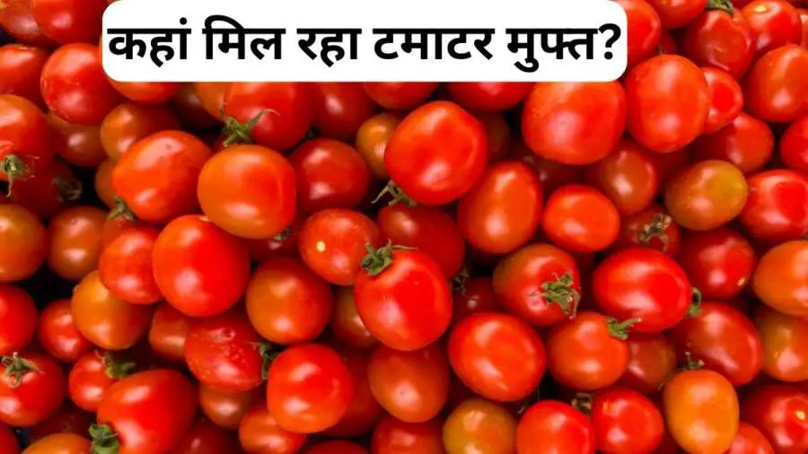 Free Tomatoes: देश में कहां मिल रहा है मुफ्त में टमाटर! नोट करो जगह, पहुंचो और ले जाओ घर