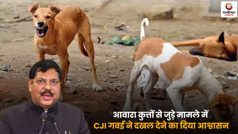 CJI Gavai Stray Dogs याचिका पर सुप्रीम कोर्ट में टिप्पणी करते हुए.