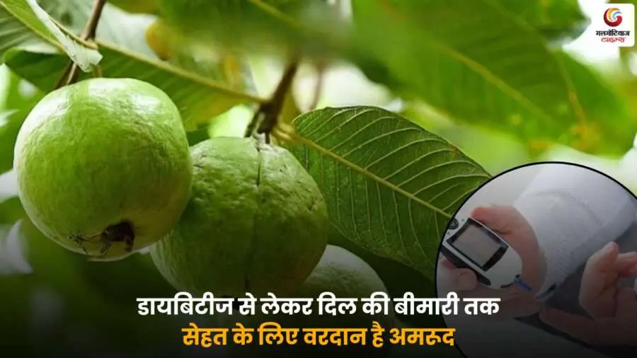 Health benefits of guava के साथ अमरूद खाने के फायदे – डायबिटीज और दिल की सेहत के लिए उपयोगी फल.