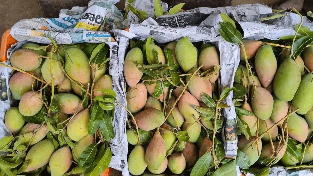 ripe mangoes