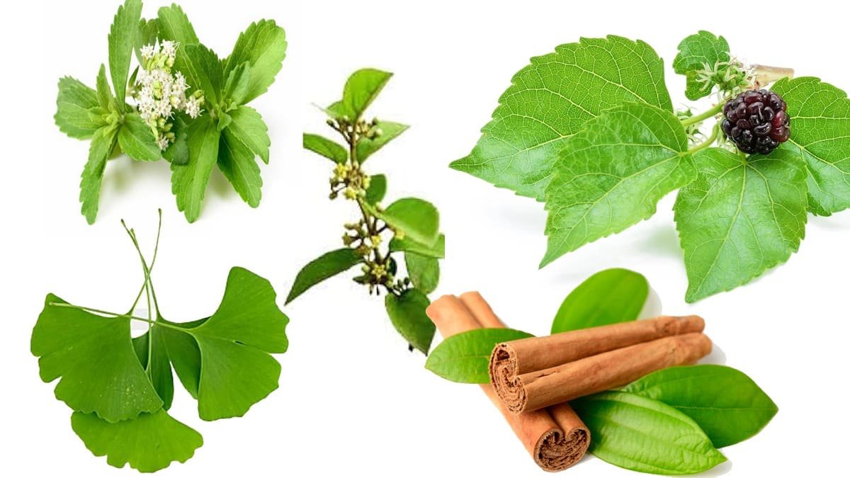 eat 5 ayurvedic leaves in sugar cravings