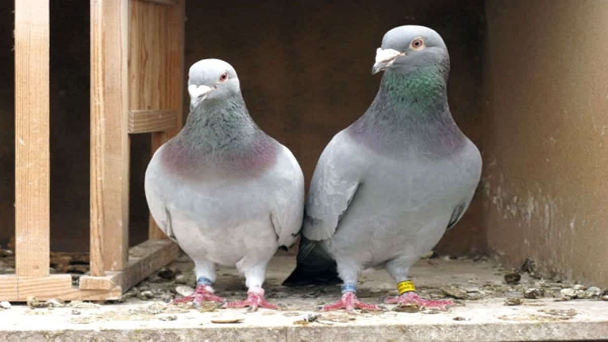 pigeon feces is dangerous for health pregnant womens