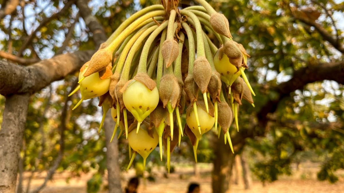 mahua tree