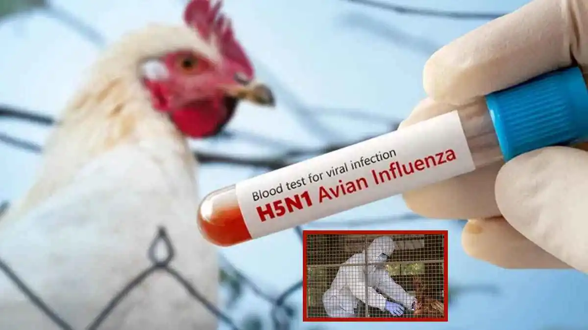 Bird flu new strain D1.1 first fatal case