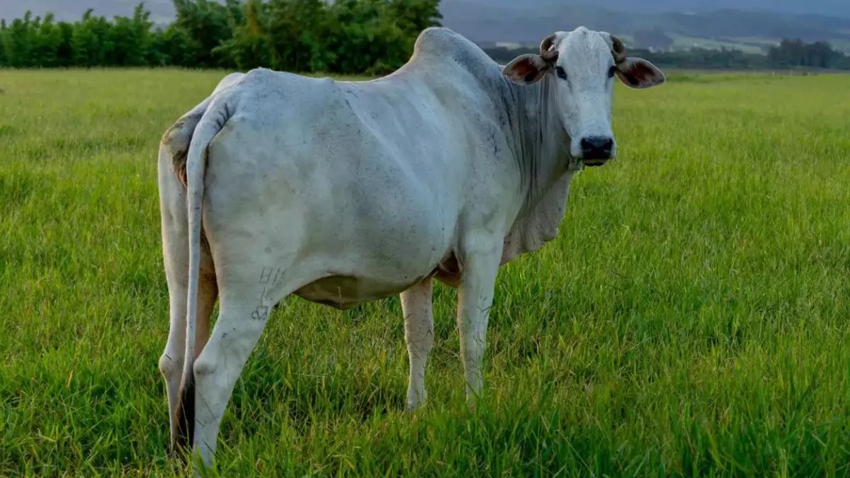 Nelore Cow Price: 35 करोड़ में बिकी दुनिया की सबसे महंगी गाय का क्या है भारत से कनेक्शन, Wagon R के करीब है वजन