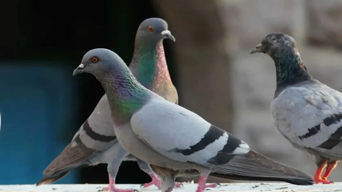 Meerut 400 Pigeon Theft: कहां गए 10 लाख रुपये की कीमत के 400 कबूतर? कारोबारी के उड़ गए 'तोते'