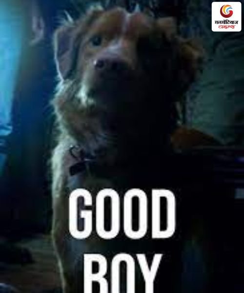 Good Boy new movie release this week
