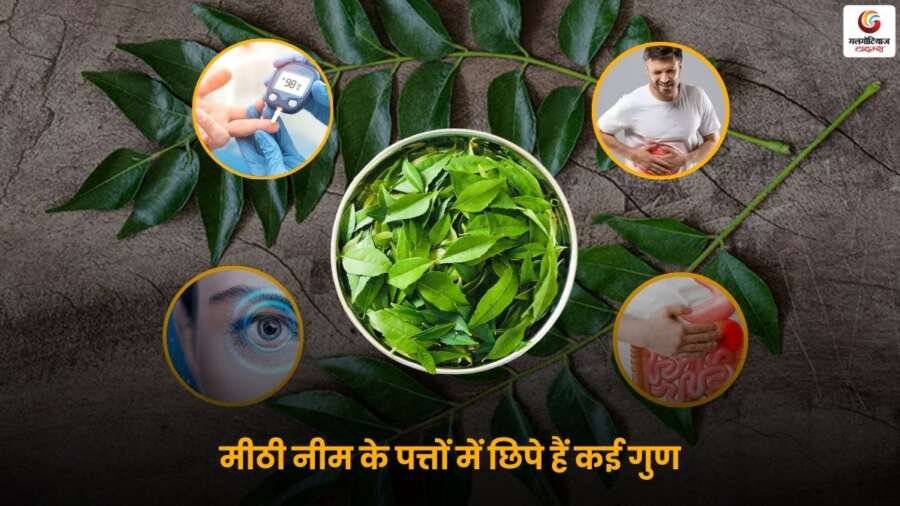 Neem Leaves Natural Insulin Booster मीठी नीम के पत्तों के फायदे.