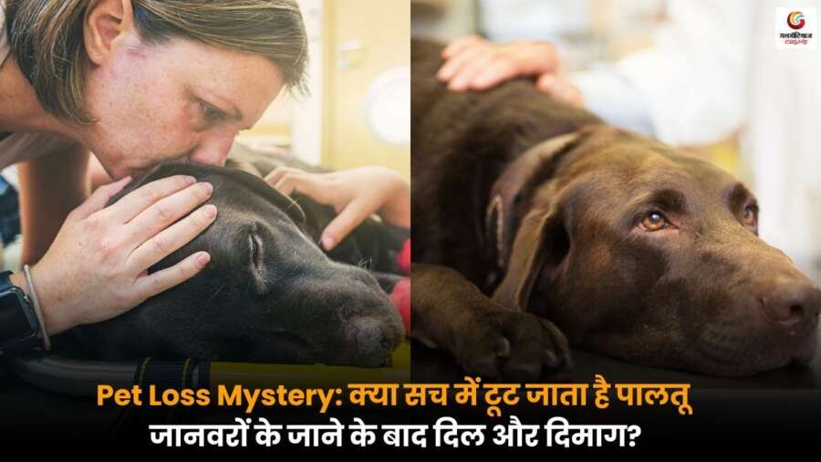 Pet Loss Mystery: पालतू जानवरों को खोने का मानसिक स्वास्थ्य पर होता गहरा असर Pet Loss Mystery भावनात्मक रूप से बेहद कठिन होता है, जानें कैसे इसका असर मानसिक स्वास्थ्य पर गहराई से पड़ता है और इससे उबरने के उपाय क्या हैं.